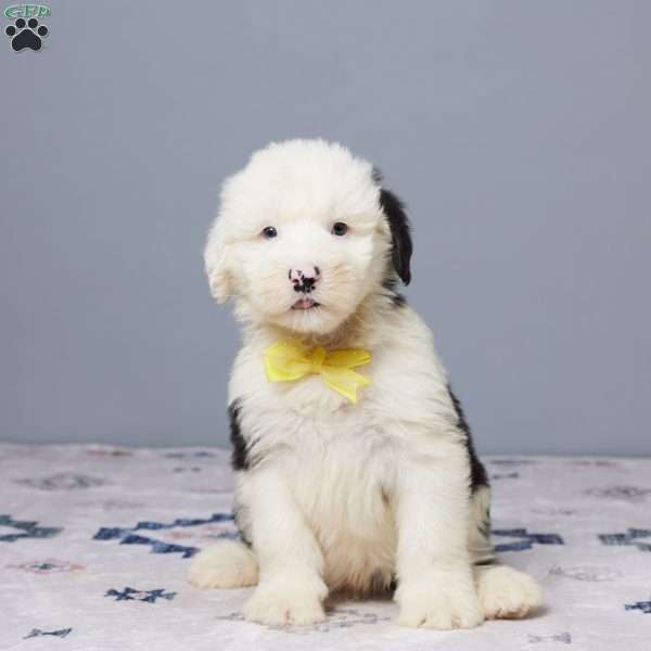Houston, Old English Sheepdog Puppy